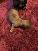 Brutus, a male Miniature Dachshund for sale in Melrose, MN – Photo 4 of 7