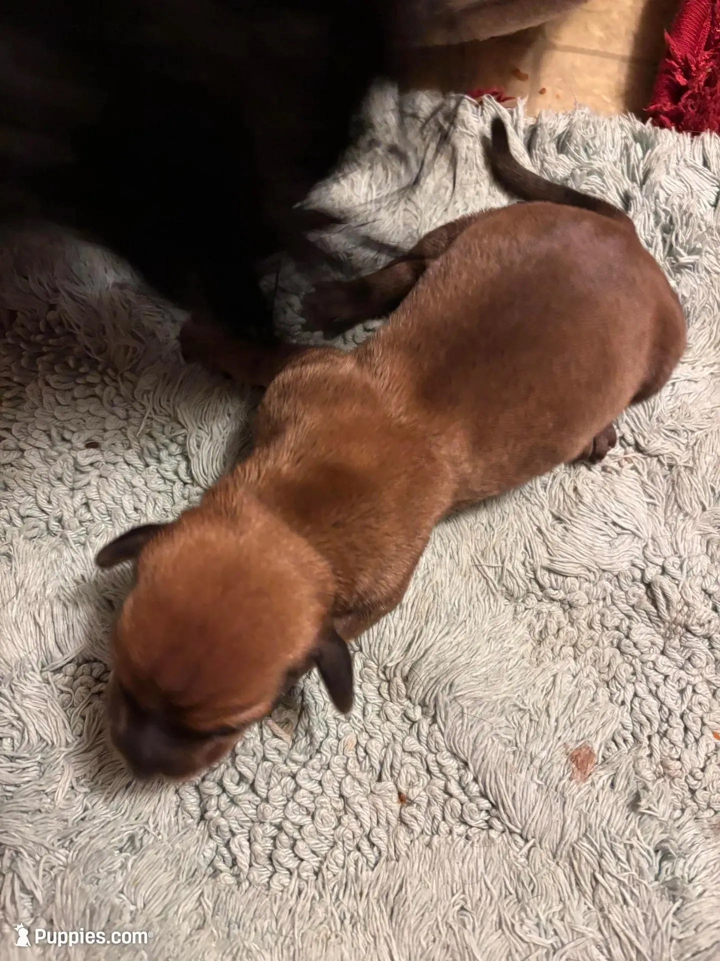 Faith AKC, a female Miniature Dachshund for sale in Melrose, MN – Photo 3 of 10