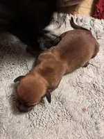 Faith AKC, a female Miniature Dachshund for sale in Melrose, MN – Photo 3 of 3