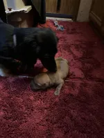 Bailey AKC, a male Miniature Dachshund for sale in Melrose, MN – Photo 7 of 10