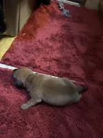 Bailey AKC, a male Miniature Dachshund for sale in Melrose, MN – Photo 6 of 10