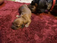 Brutus, a male Miniature Dachshund for sale in Melrose, MN – Photo 6 of 7