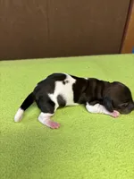 Fancy AKC, a female Miniature Dachshund for sale in Melrose, MN – Photo 5 of 5