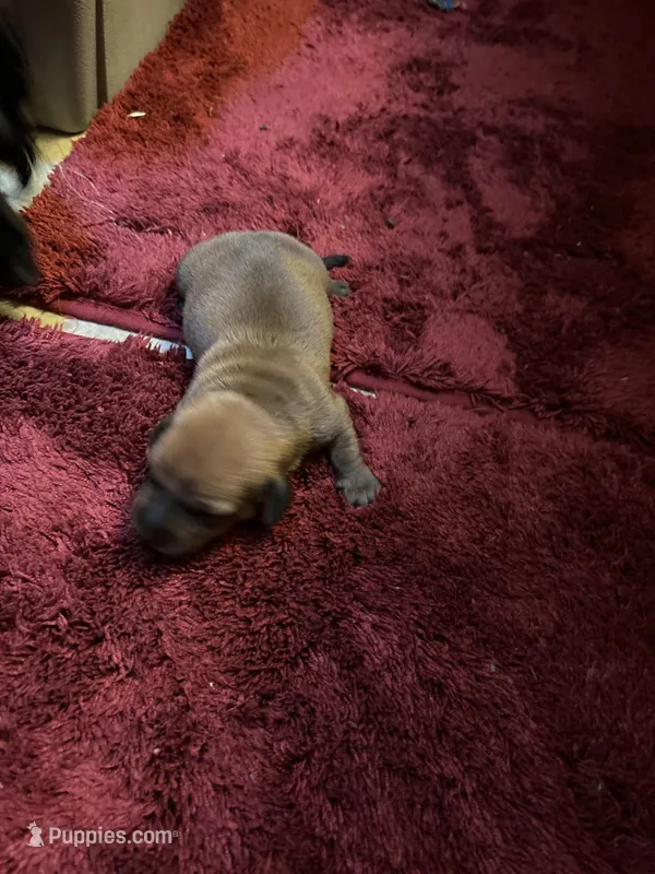 Bailey AKC – Miniature Dachshund puppy for sale in Melrose, MN