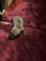 Bailey AKC, a male Miniature Dachshund for sale in Melrose, MN – Photo 1 of 10