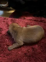 Bailey AKC, a male Miniature Dachshund for sale in Melrose, MN – Photo 10 of 10