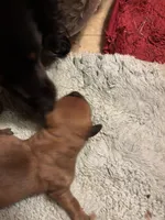 Faith AKC, a female Miniature Dachshund for sale in Melrose, MN – Photo 2 of 3