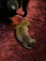 Bailey AKC, a male Miniature Dachshund for sale in Melrose, MN – Photo 9 of 10