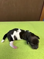 Fancy AKC, a female Miniature Dachshund for sale in Melrose, MN – Photo 3 of 5