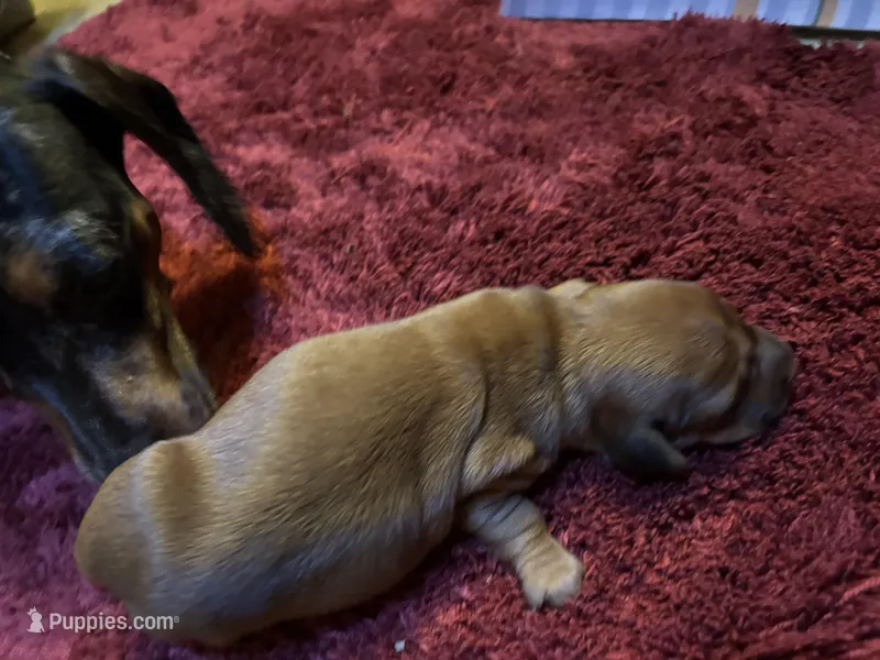 Brutus, a male Miniature Dachshund for sale in Melrose, MN – Photo 1 of 7