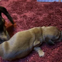 Bailey , a male Miniature Dachshund for sale in Melrose, MN – Photo 1 of 7