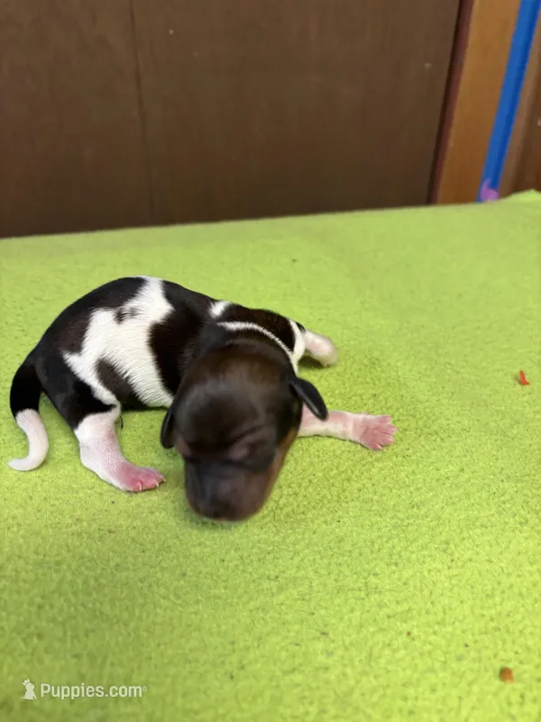 Fancy AKC – Miniature Dachshund puppy for sale in Melrose, MN