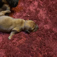 Bailey , a male Miniature Dachshund for sale in Melrose, MN – Photo 3 of 7