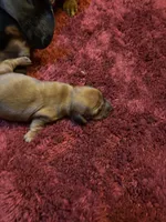 Brutus, a male Miniature Dachshund for sale in Melrose, MN – Photo 3 of 7