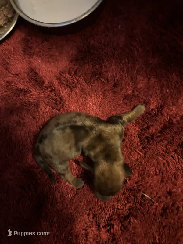 Penelope AKC – Miniature Dachshund puppy for sale in Melrose, MN