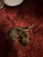 Penelope AKC, a female Miniature Dachshund for sale in Melrose, MN – 1 of 3