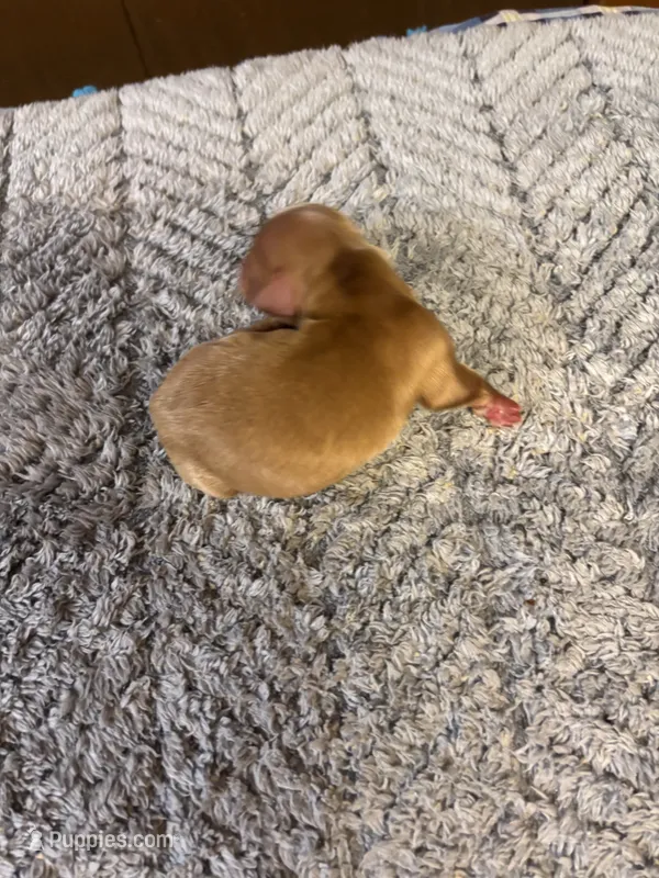 Bobby AKC long-haired – Miniature Dachshund puppy for sale in Melrose, MN