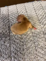 Bobby AKC long-haired, a male Miniature Dachshund for sale in Melrose, MN – 1 of 8