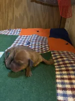 Shorty AKC, a male Miniature Dachshund for sale in Melrose, MN – 3 of 5