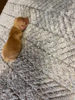 Bobby AKC long-haired, a male Miniature Dachshund for sale in Melrose, MN – 5 of 8