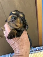 Patty AKC long haired , a female Miniature Dachshund for sale in Melrose, MN – 2 of 9
