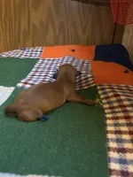 Shorty AKC, a male Miniature Dachshund for sale in Melrose, MN – 2 of 5