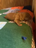 Sebastian AKC long haired , a male Miniature Dachshund for sale in Melrose, MN – 3 of 4