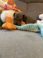 Shorty AKC, a male Miniature Dachshund for sale in Melrose, MN – 5 of 10