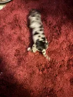 Penny AKC, a female Miniature Dachshund for sale in Melrose, MN – 2 of 3