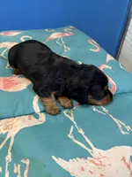 Pixie AKC long haired, a female Miniature Dachshund for sale in Melrose, MN – Photo 6 of 8