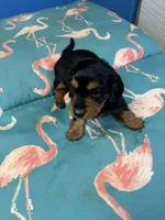 Pixie AKC long haired, a female Miniature Dachshund for sale in Melrose, MN – Photo 3 of 8