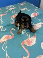 Pixie AKC long haired, a female Miniature Dachshund for sale in Melrose, MN – Photo 4 of 8