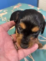 Pixie AKC long haired, a female Miniature Dachshund for sale in Melrose, MN – Photo 1 of 8