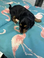 Pixie AKC long haired, a female Miniature Dachshund for sale in Melrose, MN – Photo 8 of 8