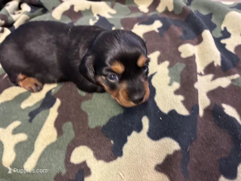 Pixie AKC long haired