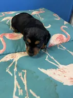 Pixie AKC long haired, a female Miniature Dachshund for sale in Melrose, MN – Photo 2 of 8