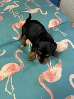 Pixie AKC long haired, a female Miniature Dachshund for sale in Melrose, MN – Photo 7 of 8