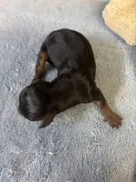 Patty AKC, a female Miniature Dachshund for sale in Melrose, MN – 2 of 5