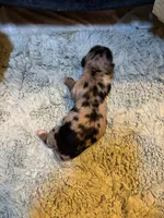 Portia AKC, a female Miniature Dachshund for sale in Melrose, MN – 4 of 7