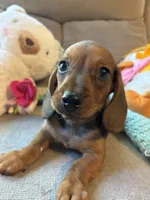 Shorty AKC, a male Miniature Dachshund for sale in Melrose, MN – 7 of 10