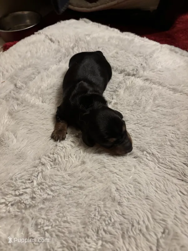 Peaches AKC long haired