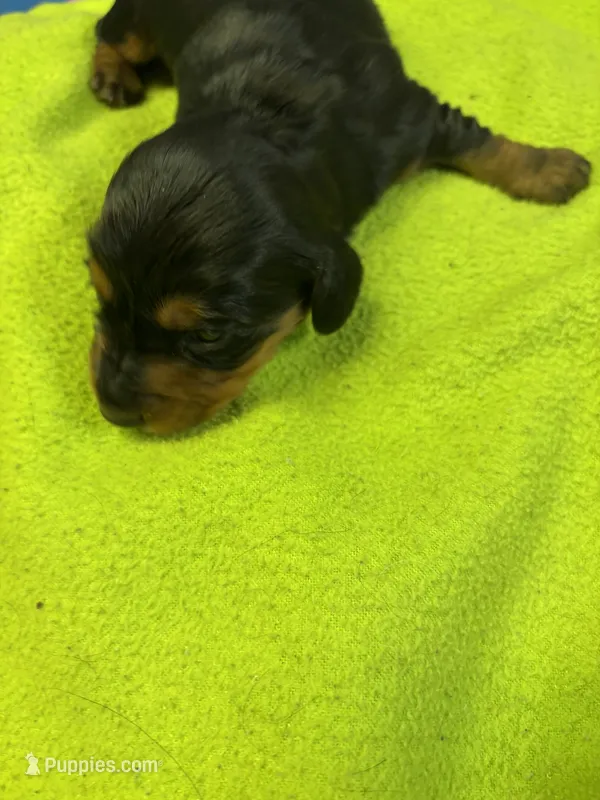 Peaches AKC long haired