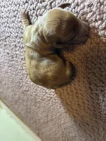 Charlie AKC, a male Miniature Dachshund for sale in Melrose, MN – 2 of 5