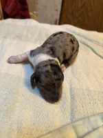 Peabody AKC, a male Miniature Dachshund for sale in Melrose, MN – 2 of 4