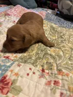 Portia AKC long haired, a female Miniature Dachshund for sale in Melrose, MN – Photo 4 of 9