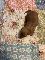 Portia AKC long haired, a female Miniature Dachshund for sale in Melrose, MN – Photo 9 of 9