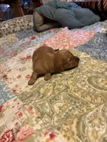 Portia AKC long haired, a female Miniature Dachshund for sale in Melrose, MN – Photo 8 of 9