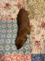 Pepe AKC long haired, a male Miniature Dachshund for sale in Melrose, MN – Photo 8 of 10