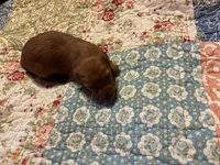 Pepe AKC long haired, a male Miniature Dachshund for sale in Melrose, MN – Photo 2 of 10