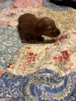 Pepe AKC long haired, a male Miniature Dachshund for sale in Melrose, MN – Photo 5 of 10